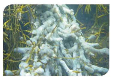 Halidrys siliquosa and mixed kelps on tide-swept infralittoral rock and coarse sediment