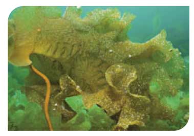 Kelp and seaweed communities in tide-swept sheltered conditions