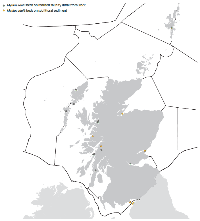 Mytilus edulis beds