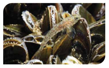 Mytilus edulis beds on sublittoral sediments