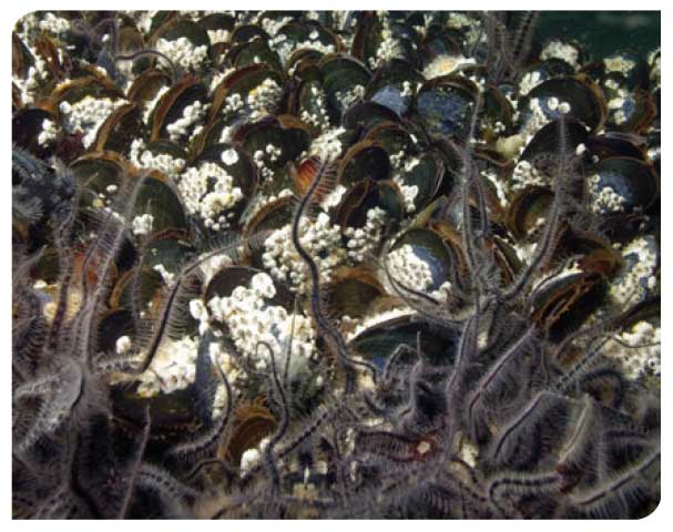 Mytilus edulis beds on reduced salinity infralittoral rock
