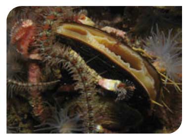 Modiolus modiolus beds with hydroids and red seaweeds on tide swept circalittoral mixed substrata