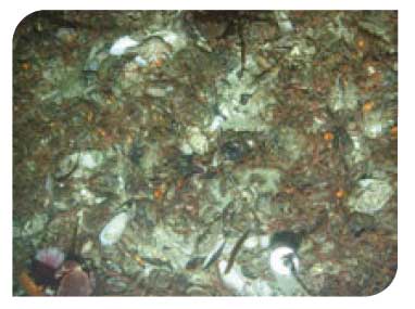 Modiolus modiolus beds on open coast crircalittoral mixed sediments