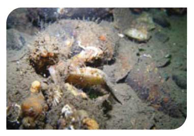 Modiolus modiolus beds with Chlamys varia, sponges, hydroids and bryozoans on slightly tide-swept very sheltered circalittoral mixed substrata