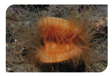 Flame shell beds