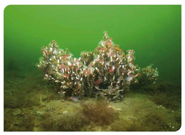 Serpulid aggregations 