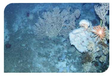 Carbonate mound communities