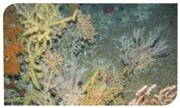 Coral gardens