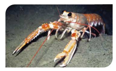 Offshore deep sea muds