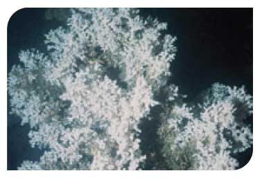 Lophelia pertusa