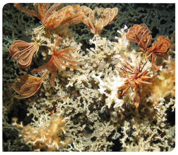 Cold water coral reefs