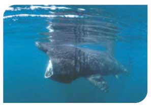 Basking shark
