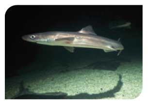 Spiny dogfish