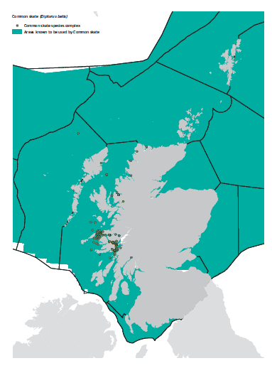 Common skate map