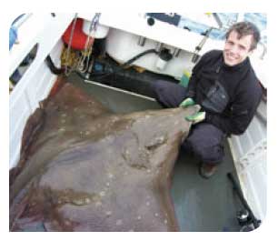 Common skate