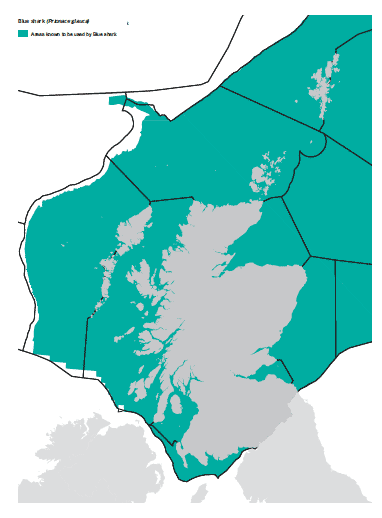 Blue shark map