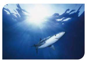 Blue shark