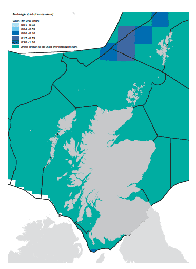 Porbeagle shark map