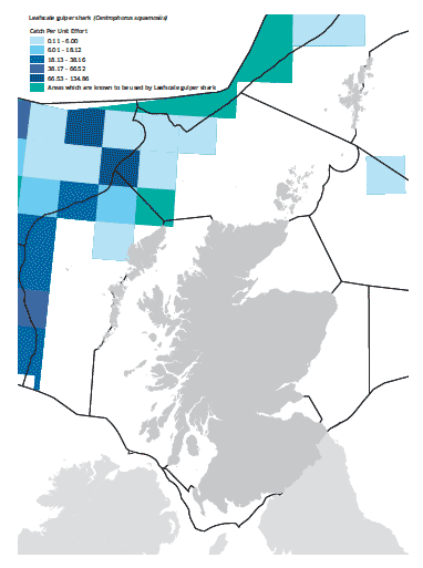 Leafscale gulper shark map