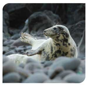 Grey Seal
