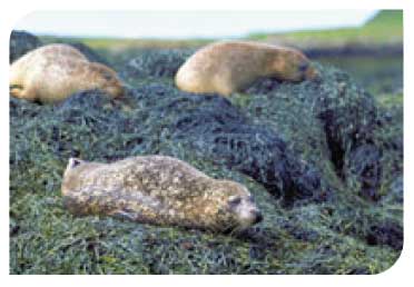 Harbour seals