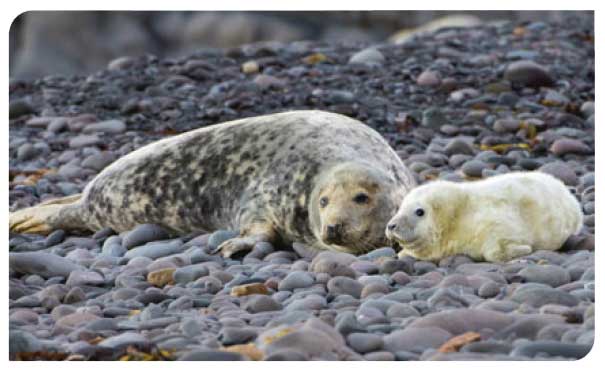 Female grey seal with young pup