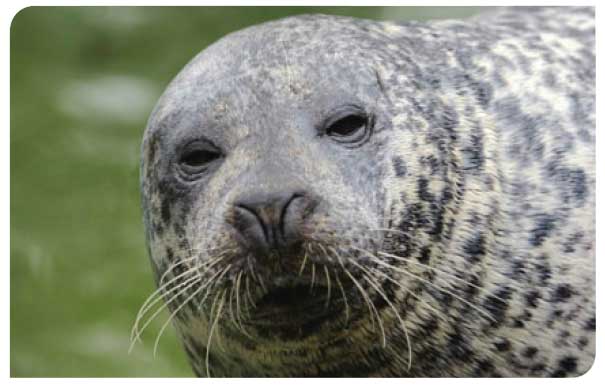 Harbour seal