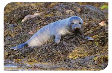 Harbour seal pup