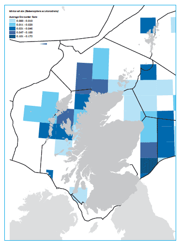 Minke whale map