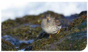 Purple sandpiper