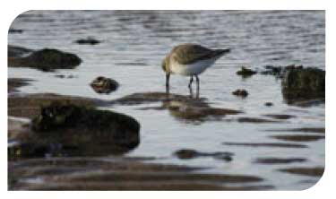 Dunlin feeding