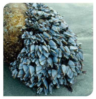 Goose barnacles