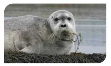 Bearded seal