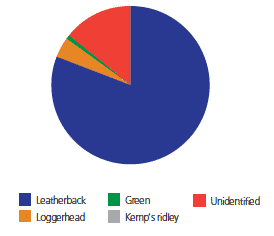 Species composition of all Scottish marine turtle strandings and sightings