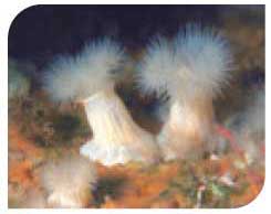 Plumose Anemone, St Kilda