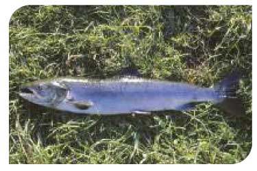 Adult salmon