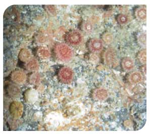 Pentland Firth - Dahlia anemone (Urticina sp.)