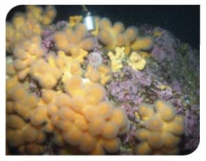 West of Lewis - Dead man's fingers (Alcyonium digitatum) and a single sea urchin (Echinus sp.)