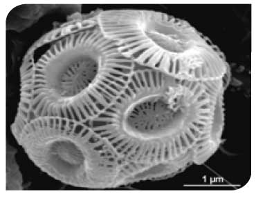 Emilania huxleyi