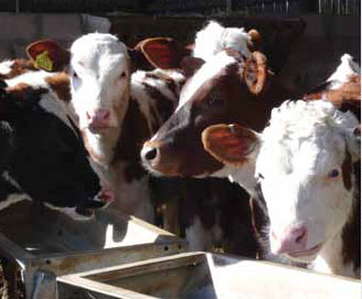 Torr Calves
