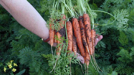 Carrots