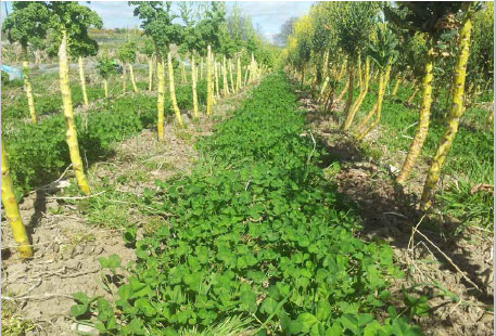 Curly kale undersown with legumes