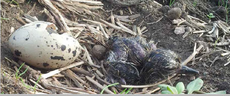 Newly hatched oyster catcher