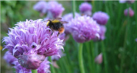 Bee on chives