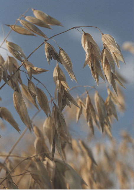 Oats Oats