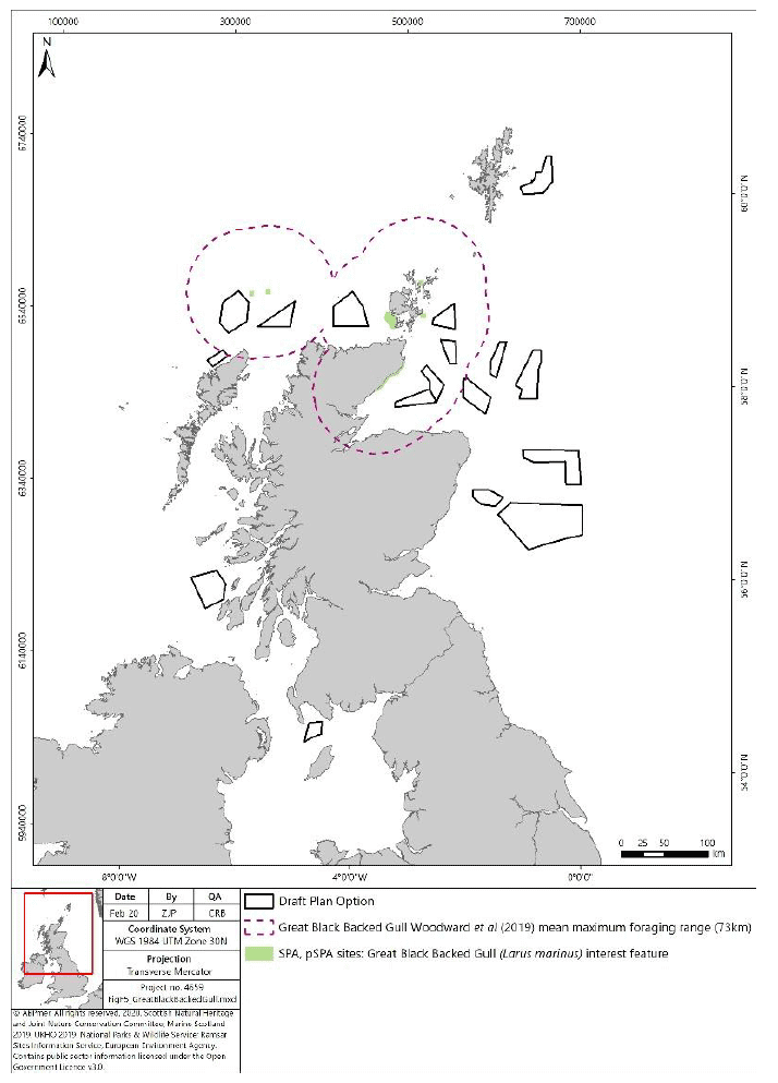 Map shows the mean maximum foraging range for great black backed gull, from SPA in the north of Scotland, based on updated research