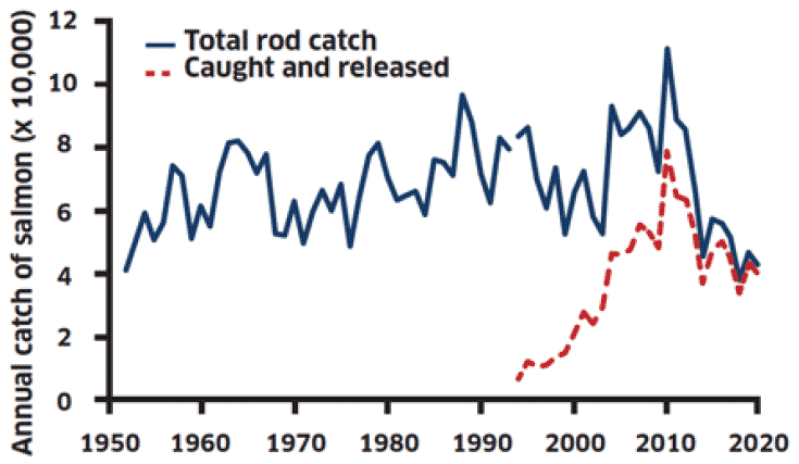 Line graph showing annual rod catch of salmon since 1952 and salmon caught and released since 1994