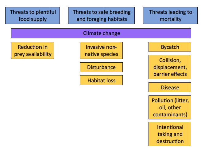 Diagram outlining main pressures and threats acting on seabirds in Scotland affecting the three themes. These themes are threats to plentiful food supply, threats to safe breeding and foraging habitats and threats leading to mortality.