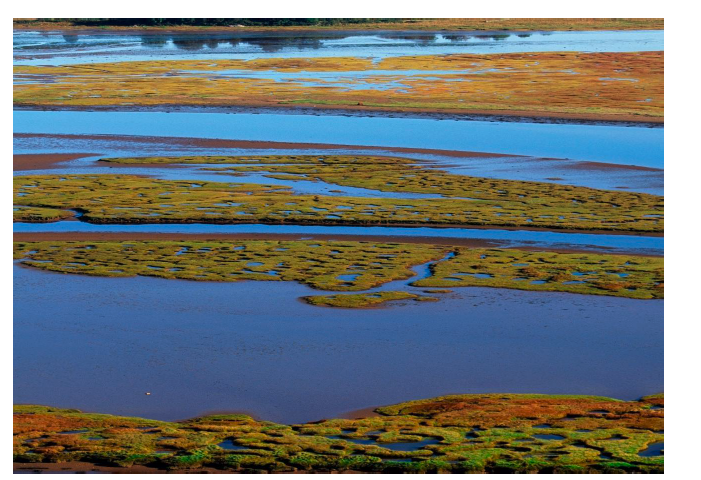 A photograph showing saltmarsh. Green patches of vegetation are surrounded by water.
