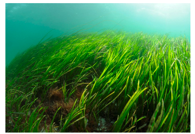 Photograph showing seagrass. The green seagrass has formed a meadow underwater. 